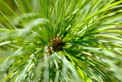 Pinus sibirica - borovice sibiřská, limba - pupen